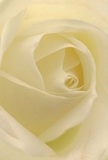 It feels as if you're nestled within this rose's gentle embrace-the spiraled, creamy petals fold around one another in a tender, almost protective gesture found in the gardens of Malden Rushett. Each ivory layer is so finely textured, it suggests the cool touch of morning dew and the softness of silk, calling to mind peaceful dawns along Rushett Lane. Subtle shadows and a soft luminous glow give the bloom depth and an air of quiet drama. The atmosphere of this composition is one of solace and hope, ideal for commemorating life's delicate transitions or sending a heartfelt message of sympathy. In the hands of a local Malden Rushett florist, this rose transforms from a simple blossom into a symbol of care and artistry, perfect for marking new beginnings or remembering cherished moments. The fragrance is gentle, almost elusive, but unmistakably comforting-a note that lingers pleasantly in the imagination, much like a fond memory passed between friends in this close-knit community. The intimacy of this close-up invites the viewer to pause, reflect, and experience the understated power behind every thoughtfully crafted bouquet.